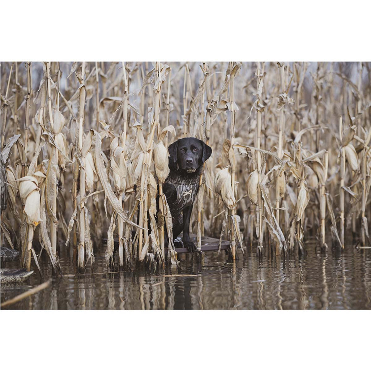 ALPS OutdoorZ Hybrid Dog Stand In-the-Field Image