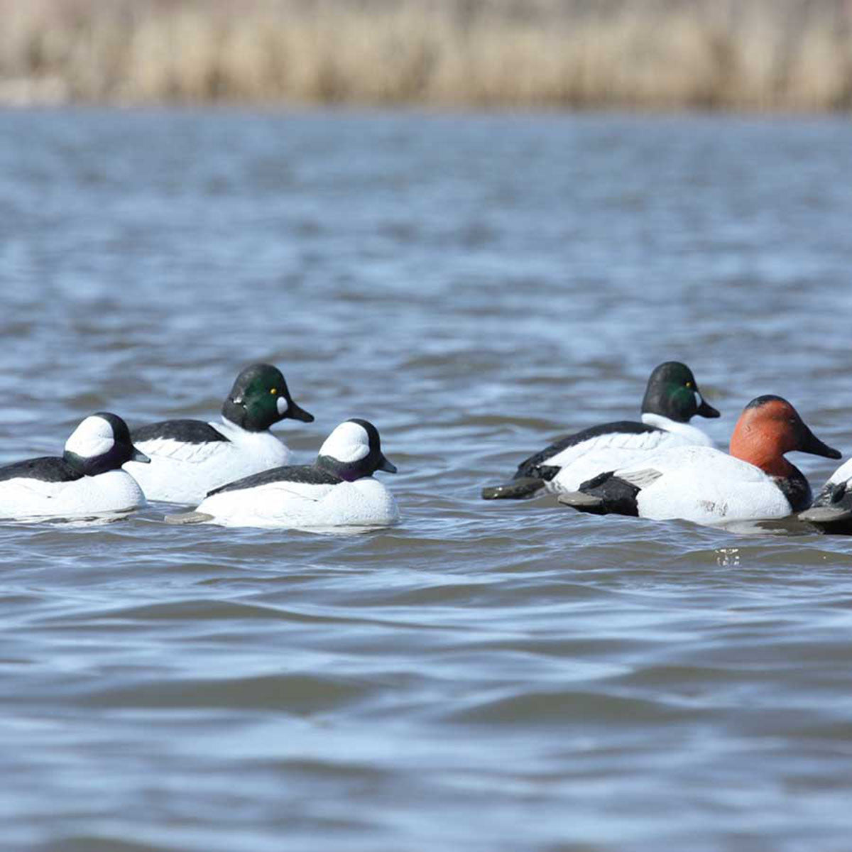 GHG Decoy Systems Hunter Series Over-Size Series Diver Decoys Lifestyle Image