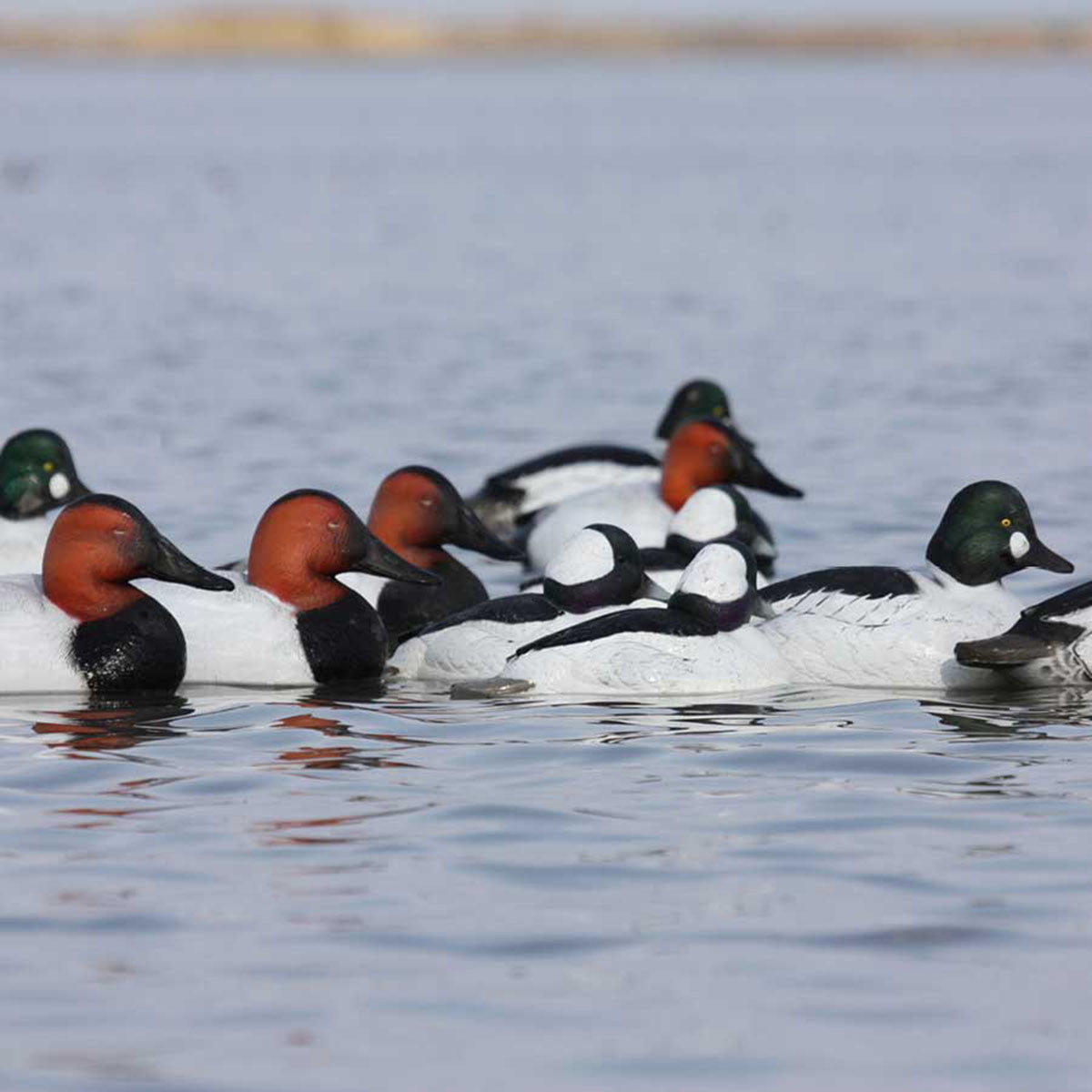 GHG Decoy Systems Hunter Series Over-Size Series Diver Decoys Lifestyle Image
