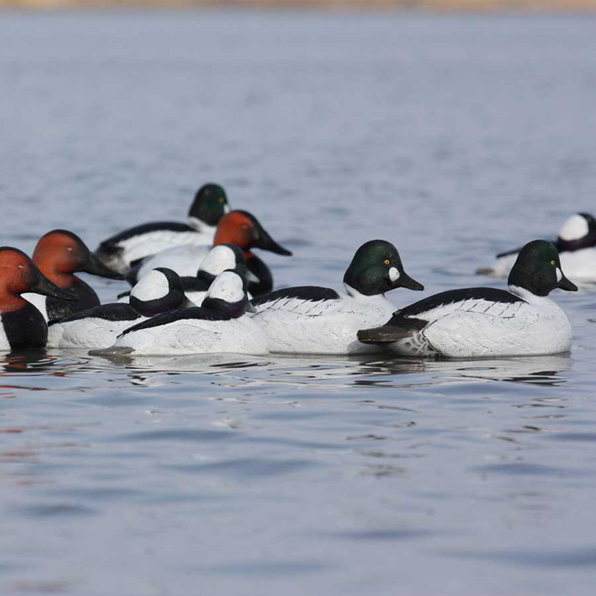 GHG Decoy Systems Hunter Series Over-Size Series Diver Decoys Lifestyle Image