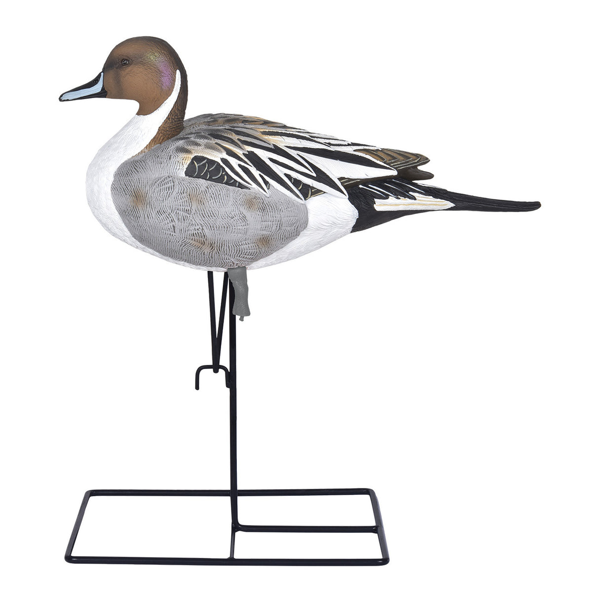 Pro-Grade Pintail Full Body Pintail with Base Image