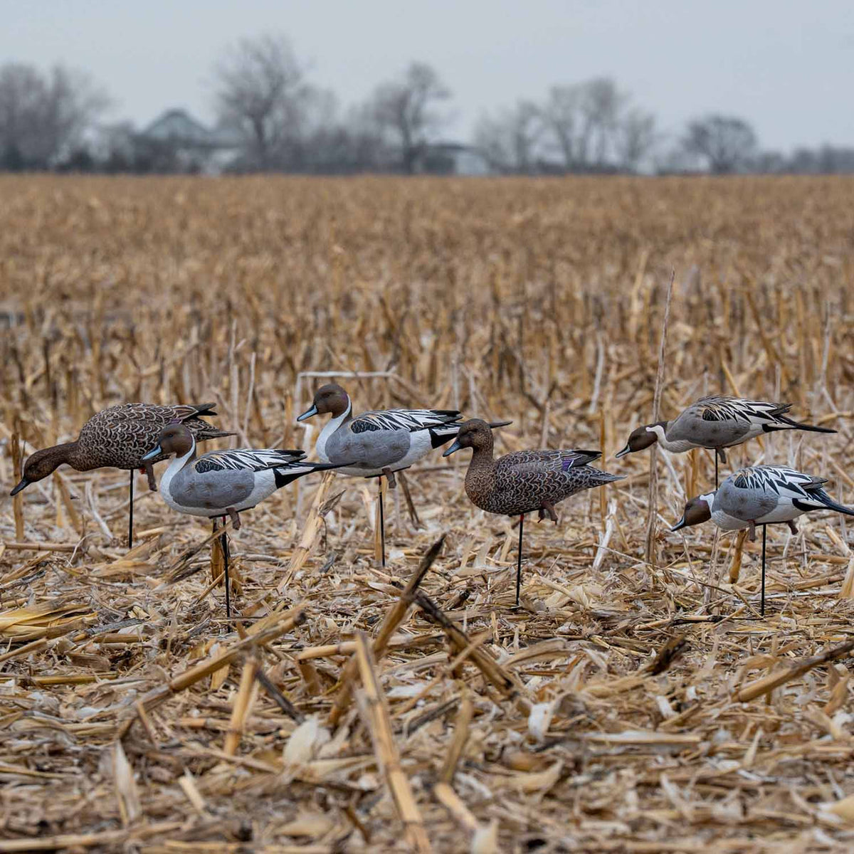 GHG Pro-Grade Pintail Full Body 6 Pack In-the-Field Image