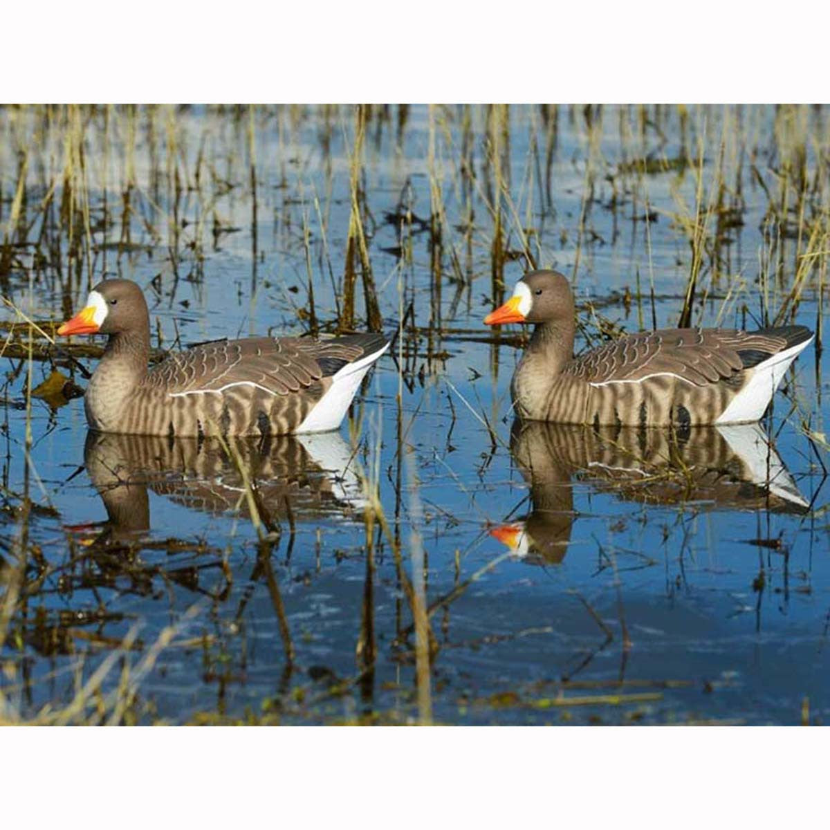 GHG Pro-Grade Active Specklebelly Floating Goose Decoys 4 Pack On-the-Water Image