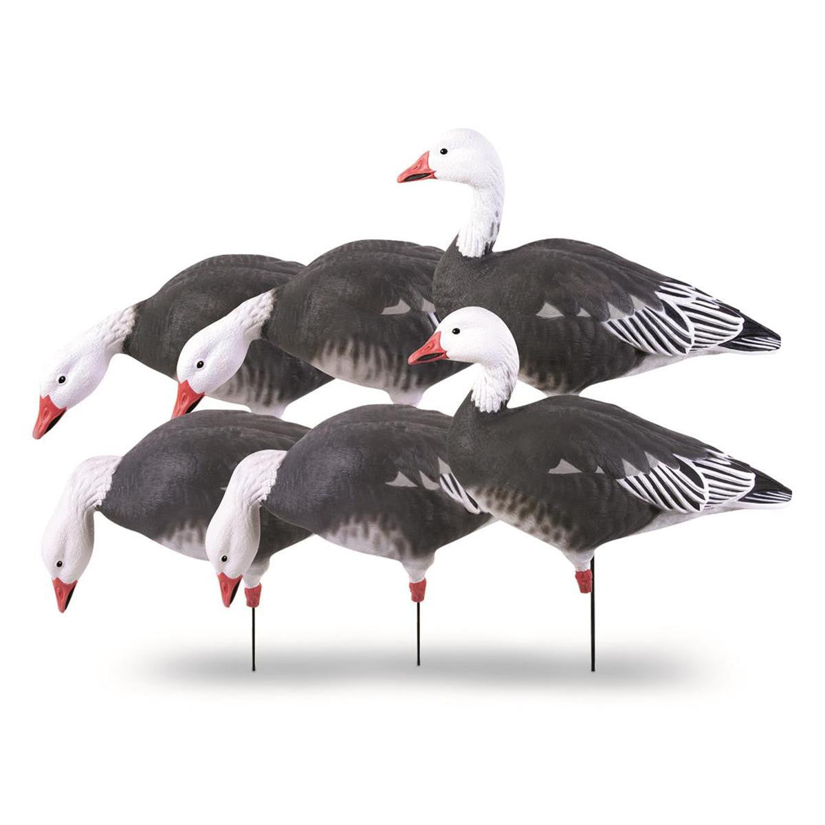 Pro-Grade Full Body Blue Goose Harvester Decoys, 6 Pack Image