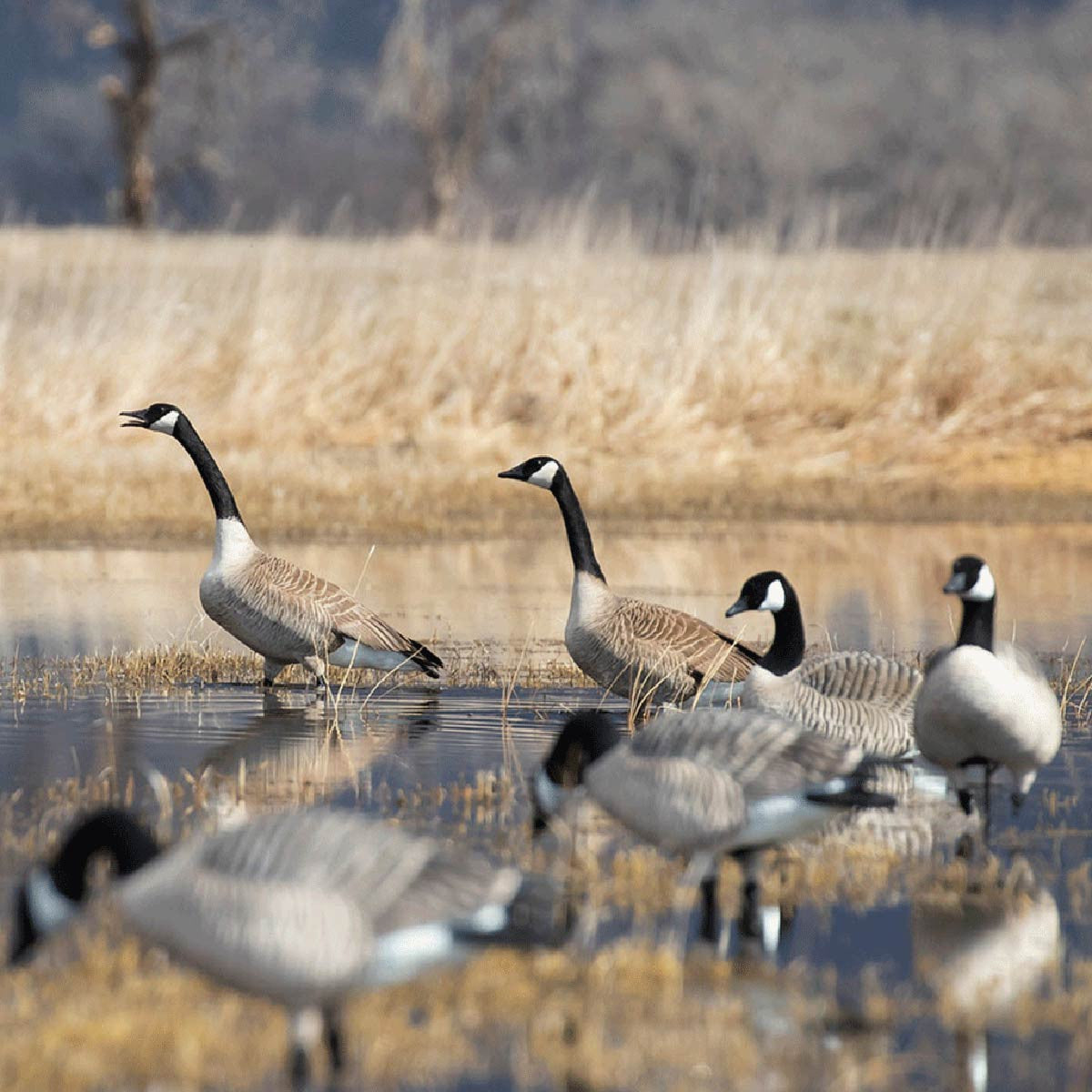 GHG Decoy Systems XD Series Full-Body Honkers Lifestyle Image