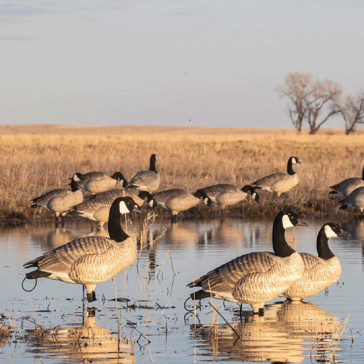 GHG Decoy Systems XD Series Full-Body Honkers Lifestyle Image