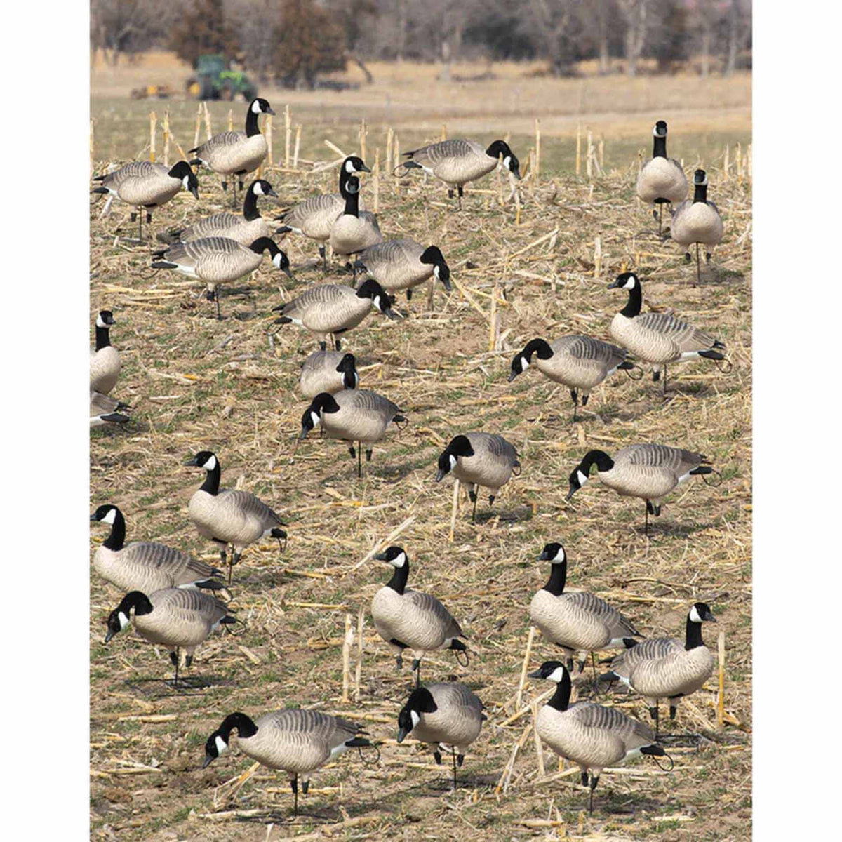 GHG Decoy Systems Pro Grade XD Canada Goose Decoys Field Image