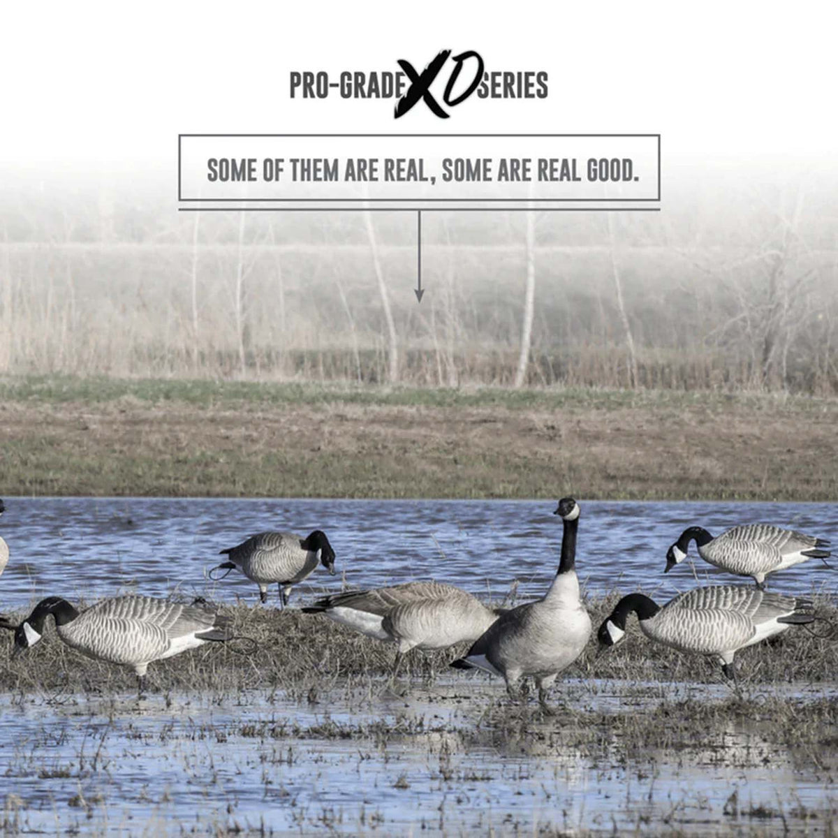 GHG Decoy Systems Pro Grade XD Canada Goose Decoys Field Image