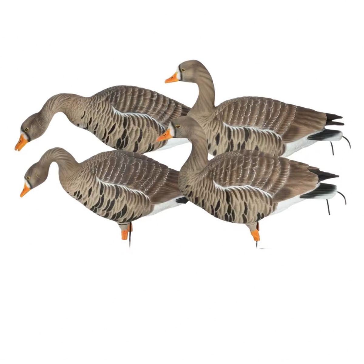 GHG Pro-Grade XD Fully Flocked Full-Body Specklebelly Harvester Decoys 4 Pack Image