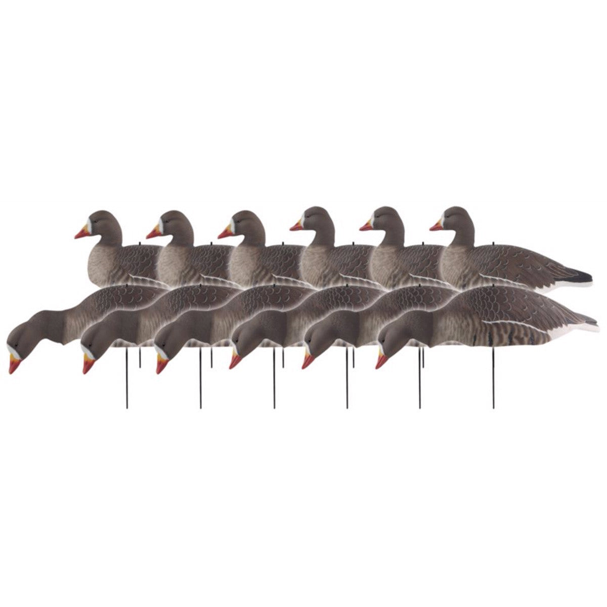 Pro-Grade Specklebelly Shells - 12 Pack