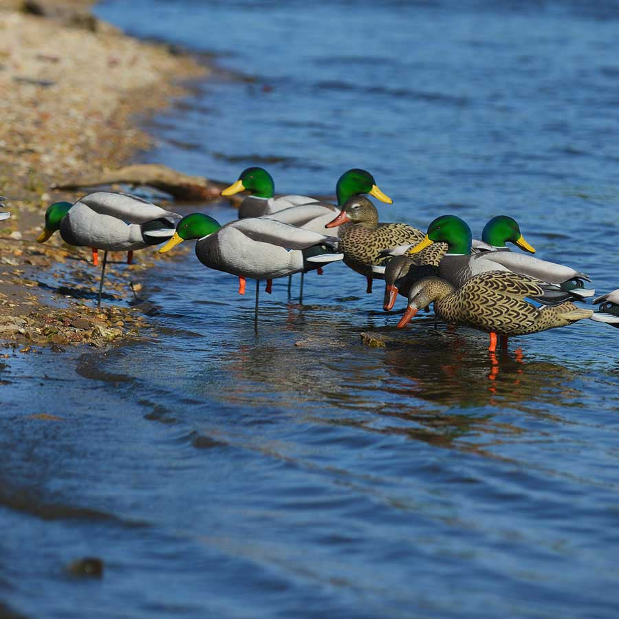 GHG Decoys Elite Fully Flocked Full-Body Mallard Harvesters 6 Pack In-the-Water Image