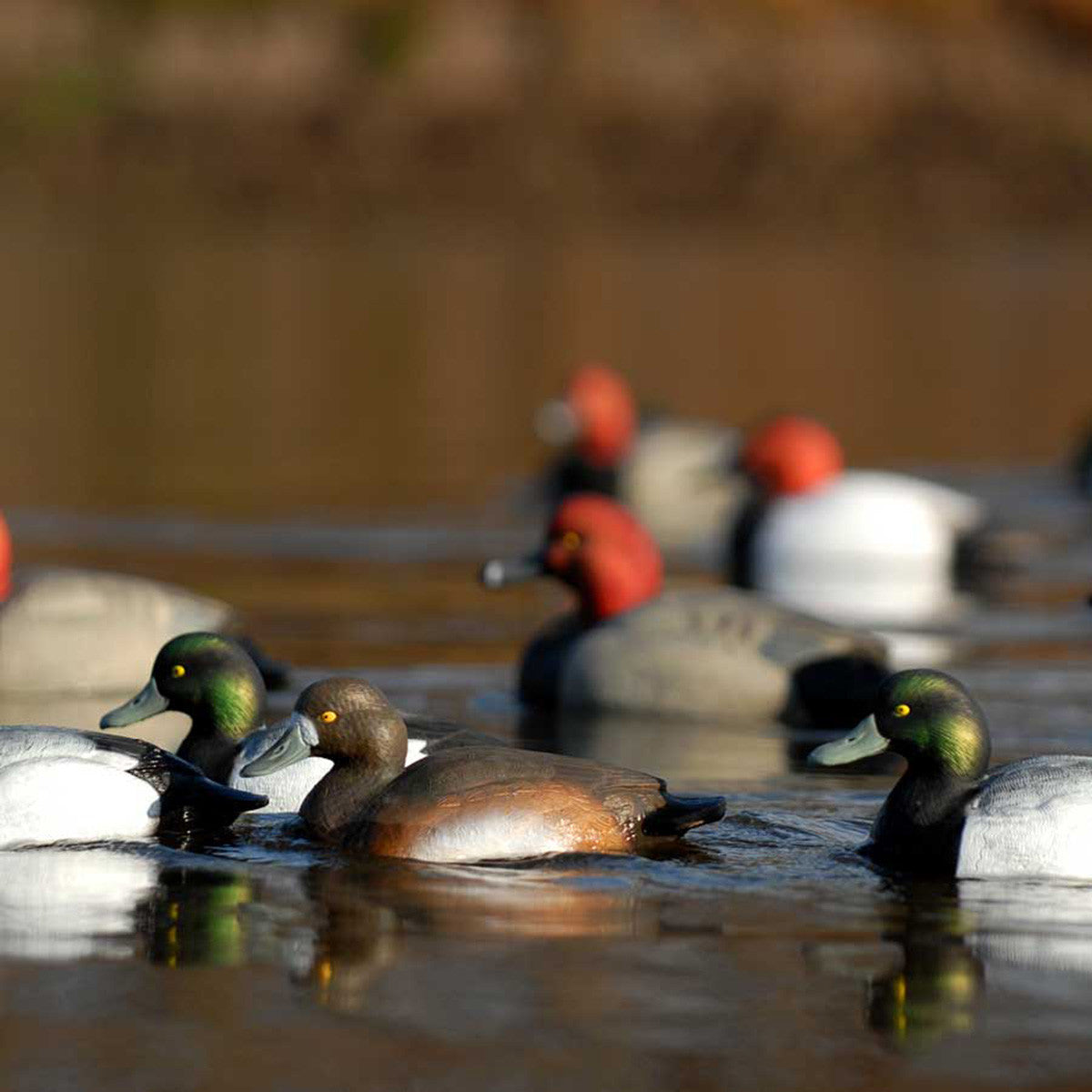 GHG Hunter Series Life Size Bluebill Decoys, 6 Pack On-the-Water Image