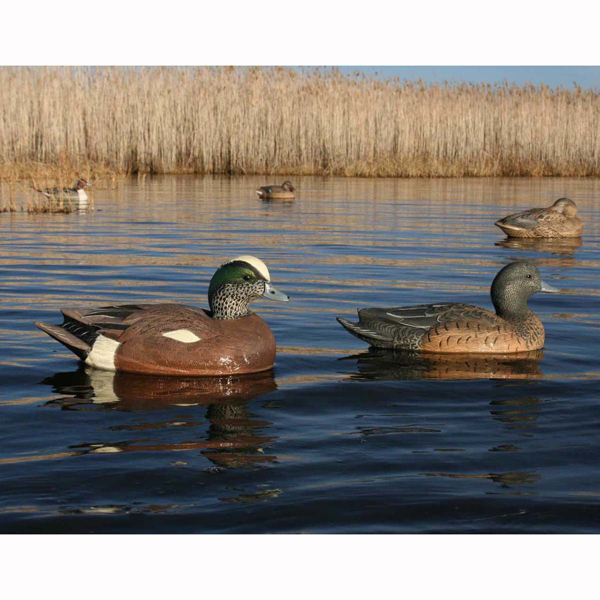 GHG Life-Size Wigeons, 6 Pack In-the-Water Image