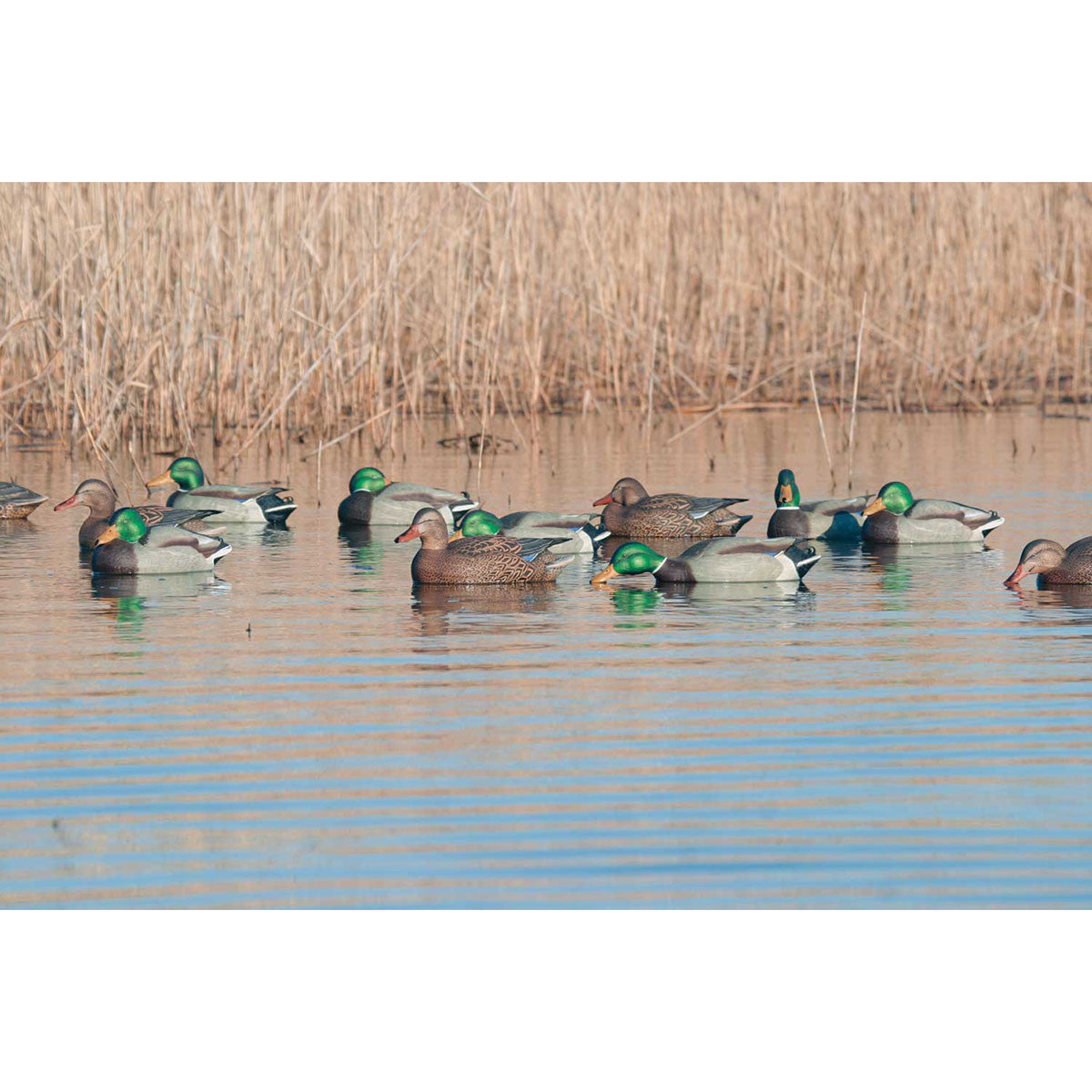 Pro-Grade Mallard Duck Decoys with Flocked Heads - 12 Pack