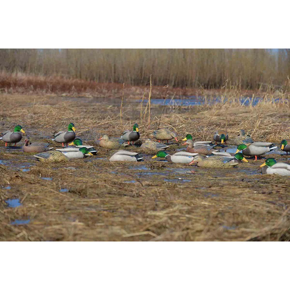 Pro-Grade Mallard Duck Decoys with Flocked Heads - 12 Pack
