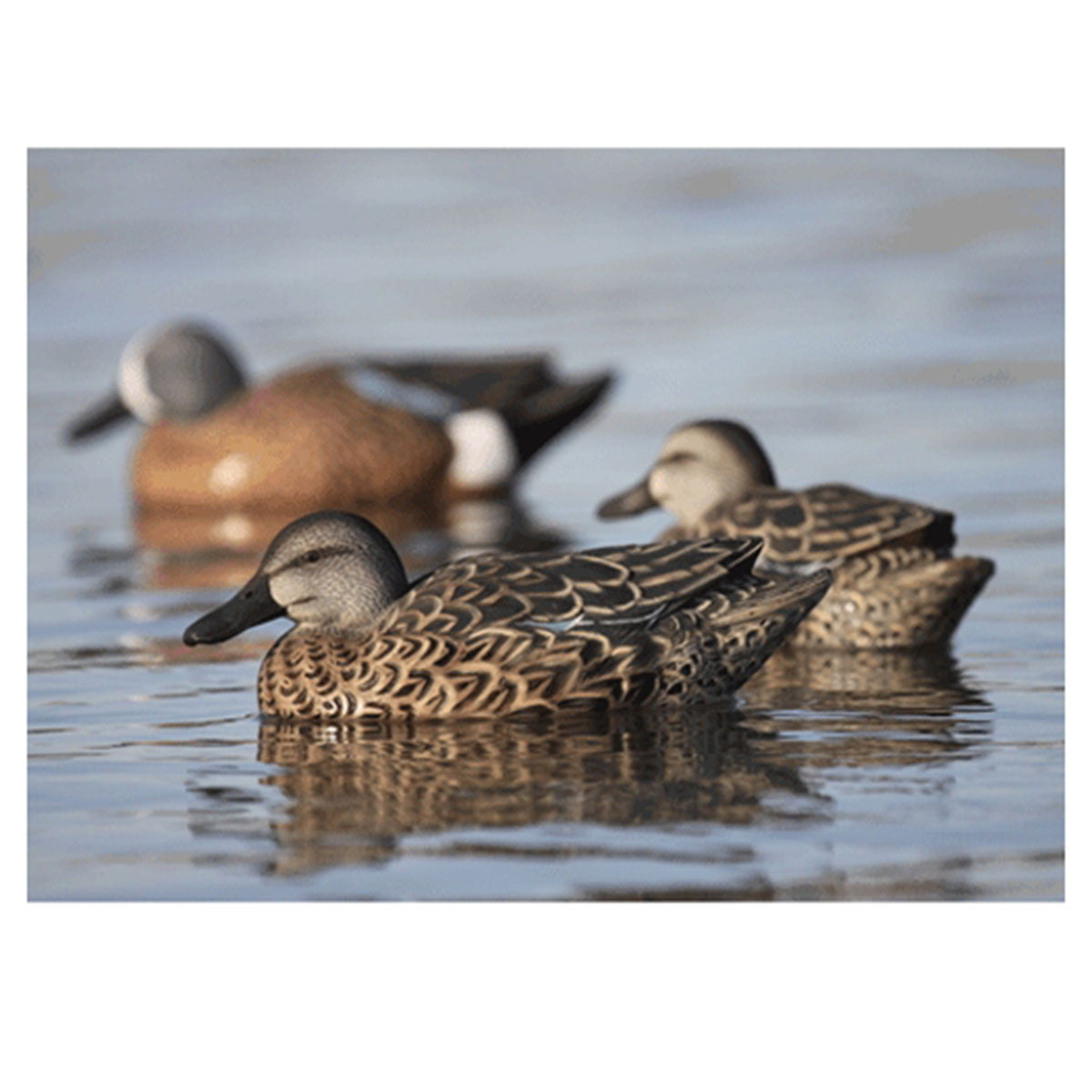 GHG Decoy Systems Pro-Grade Blue-Winged Teal Early Season Duck Decoys Field Image