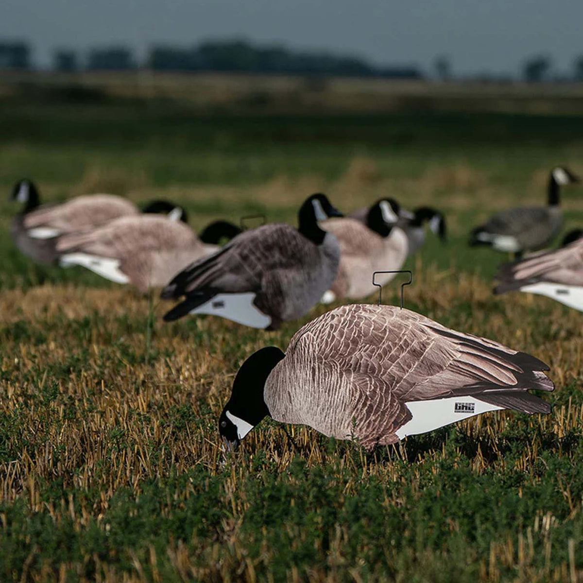 GHG Pro-Grade Canada Goose Silhouette Decoys with Flocked Heads Field Image