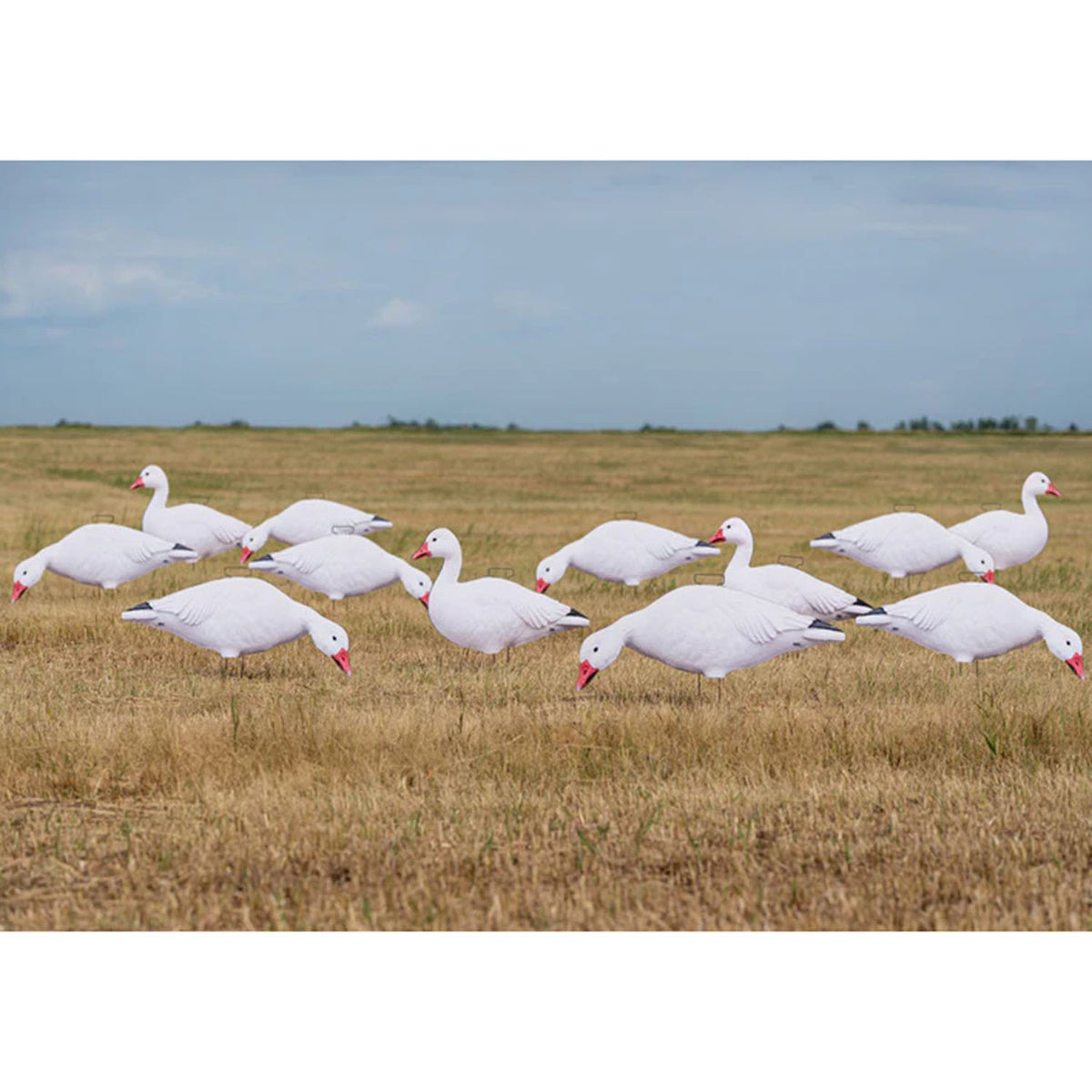 GHG Pro-Grade Snow Goose Silhouette Decoys 12 Pack Field Image