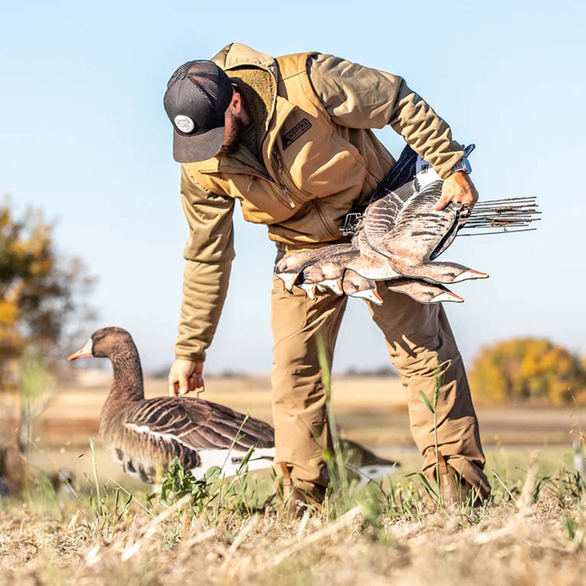 Setting Up Image of the Avery Pro-Grade Specklebelly Silhouette Goose Decoys.