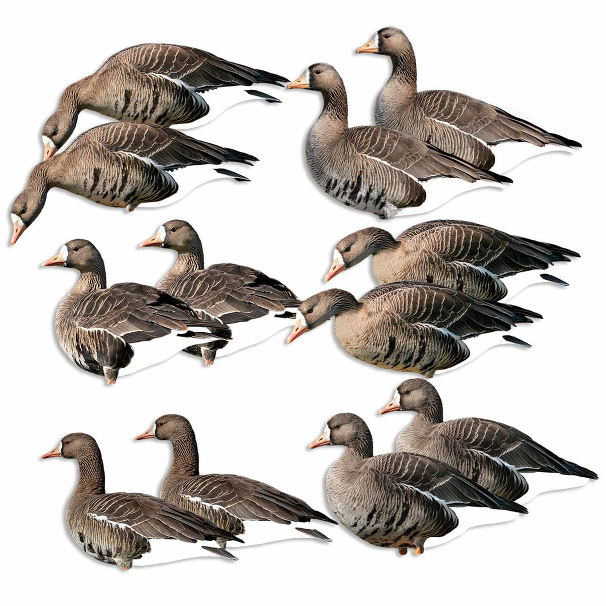 Flock Image of the GHG Decoy Systems Pro Grade FFD Specklebelly Goose Silhouette Decoys.
