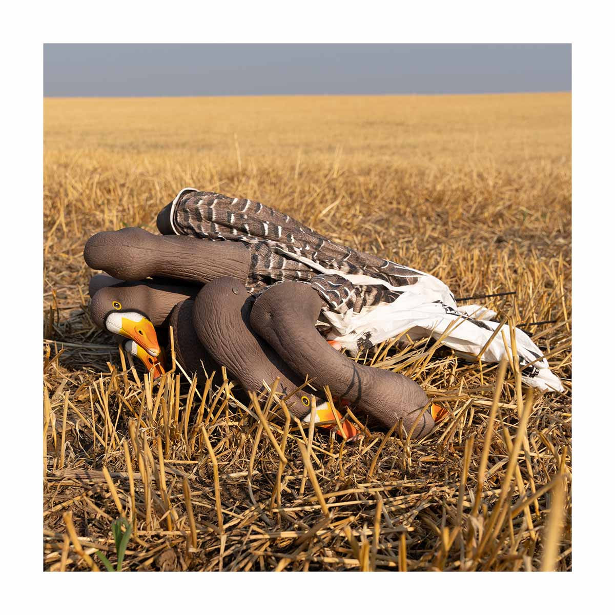 Laying Down Field Image of the GHG Decoy Systems 3D Head Pro Grade Specklebelly Goose Windsock Harvester Pack.