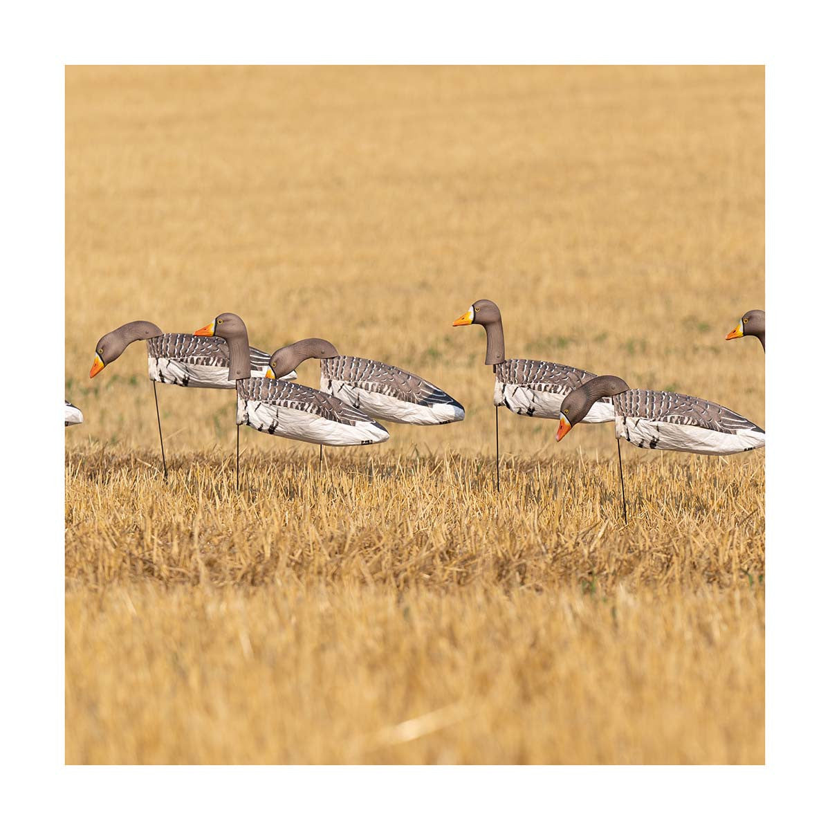 Field Image of the GHG Decoy Systems 3D Head Pro Grade Specklebelly Goose Windsock Harvester Pack.
