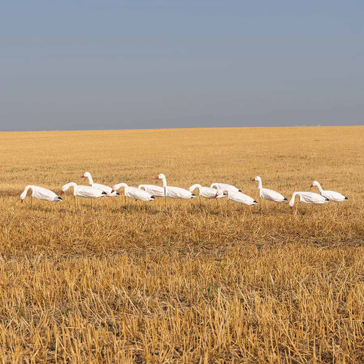 Avery/GHG 3D Head Pro-Grade Windsock Snow Goose Harvester Decoys Field Image
