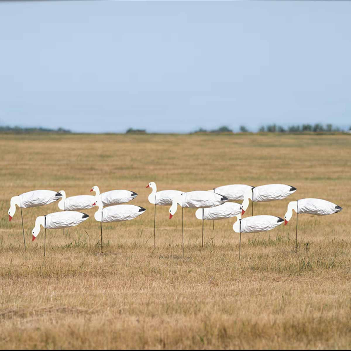 GHG Decoy System Pro Grade Headed Snow Goose Sock Decoys 12 Pack Lifestyle Image