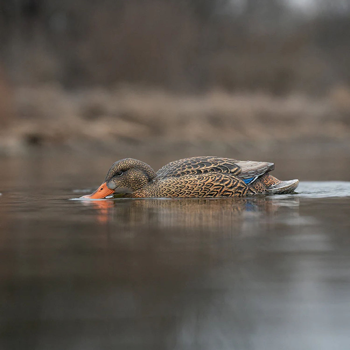 GHG Decoy Systems Finisher Swimmer Motion Mallard Hen Decoy Field Image