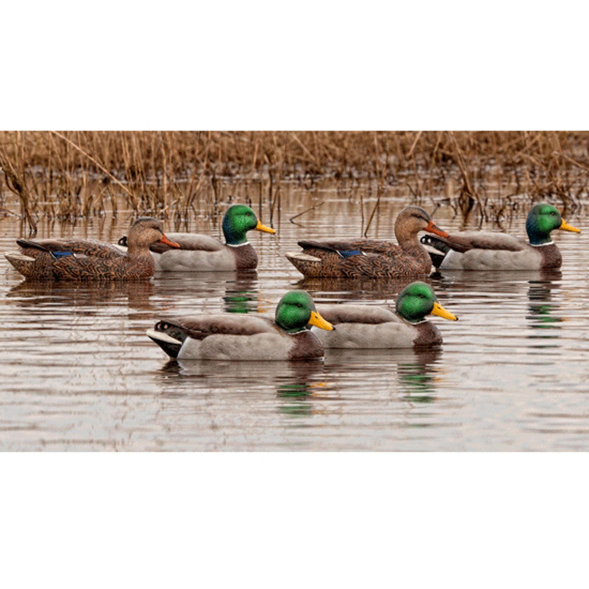 Avian-X Open Water Floating Mallard Duck Decoys, 6 Pack On-the-Water Image