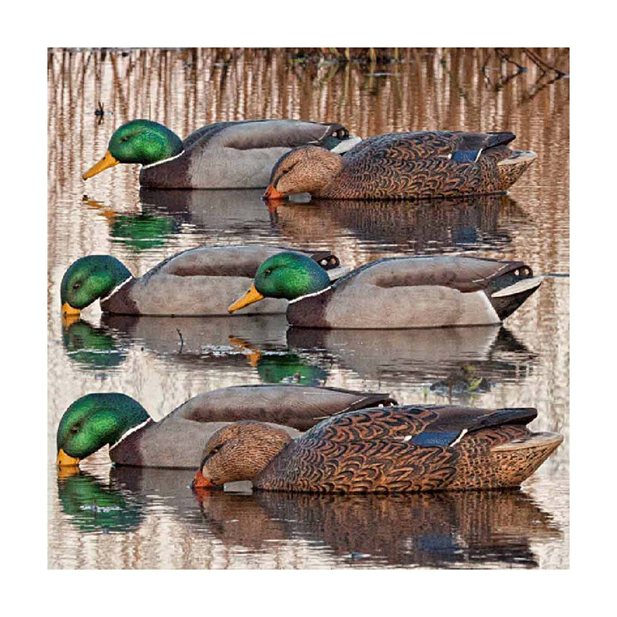Avian-X Back Water Floating Mallard Duck Decoys 6 Pack Lifestyle Image