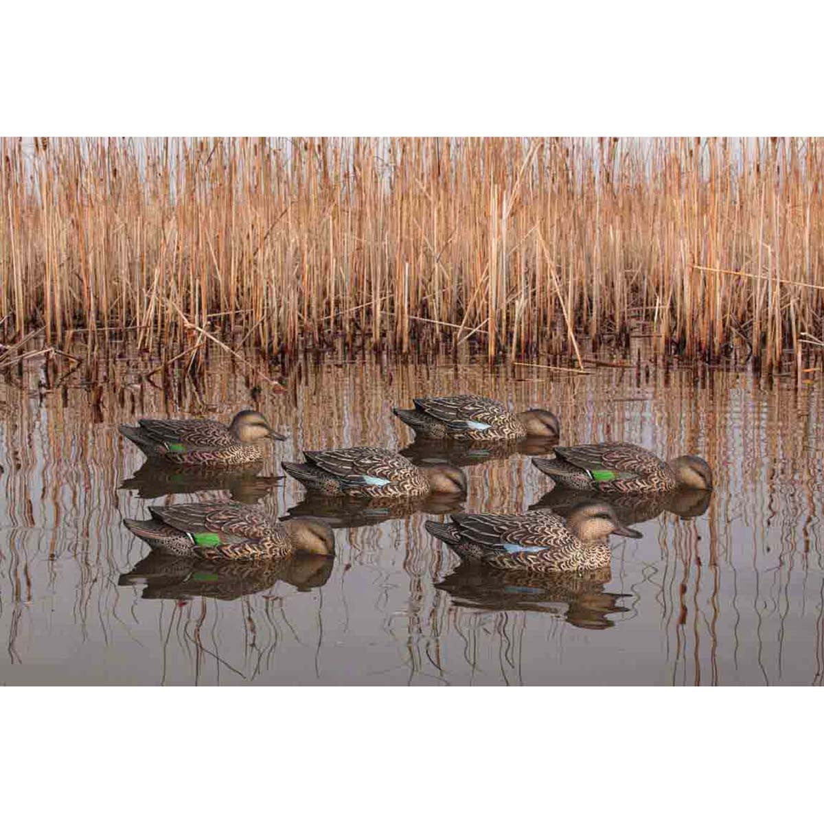 Avian-X Topflight Floating Early Season Teal - 6 Pack On-the-Water Image