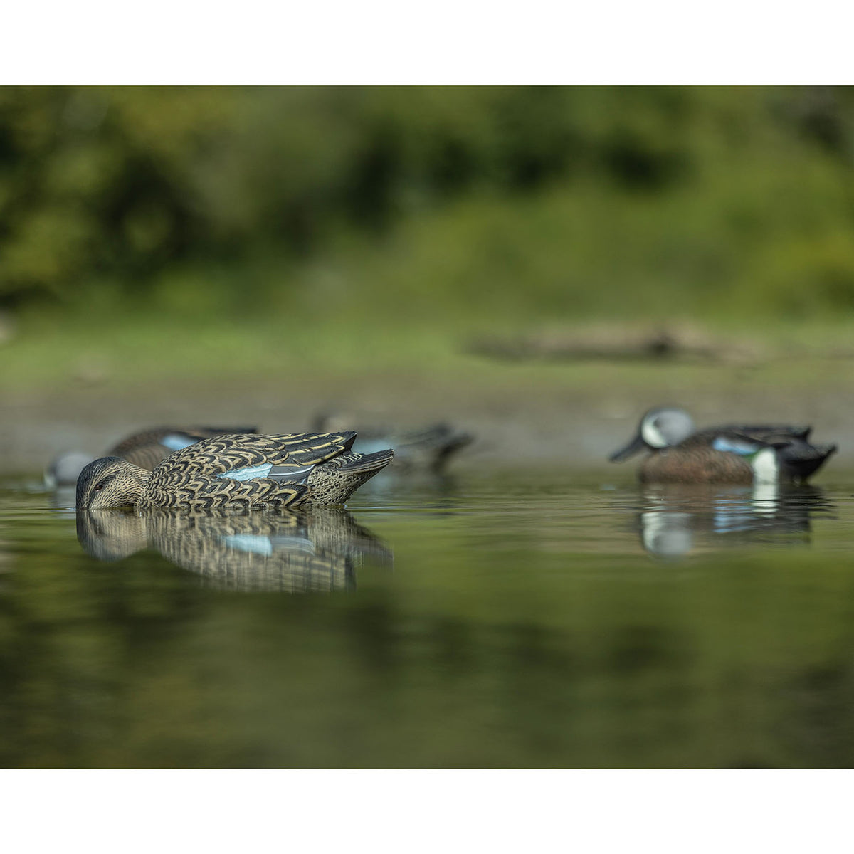 Topflight Blue-Winged Teal Floating Duck Decoy Feeding Hen Lifestyle Image