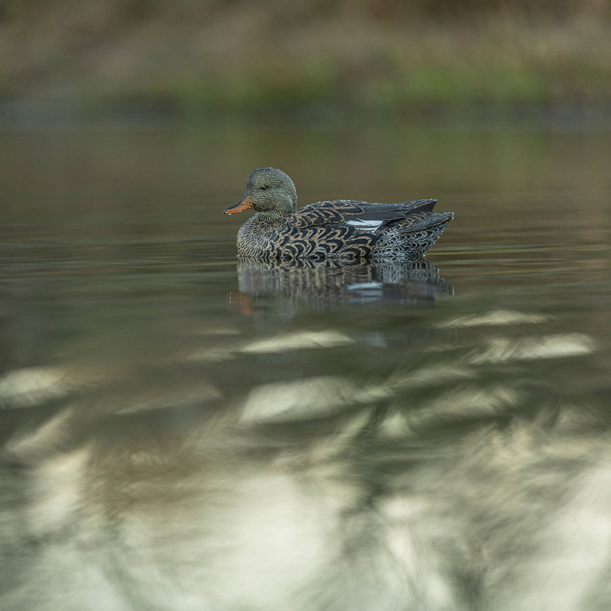 Lifestyle Hen Image of the Avian-X Topflight Floating Gadwall Duck Decoys.