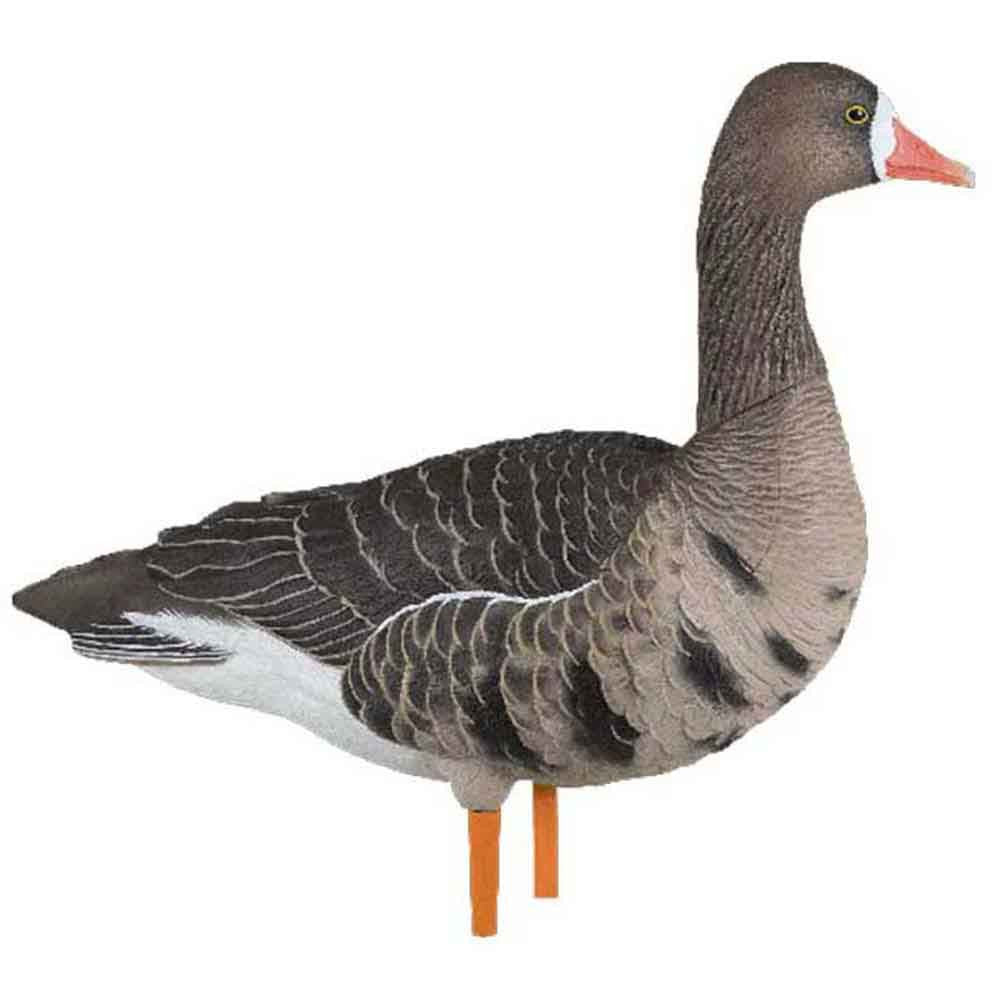 Avian-X AXP Painted Fusion Specklebelly Goose High Head Image