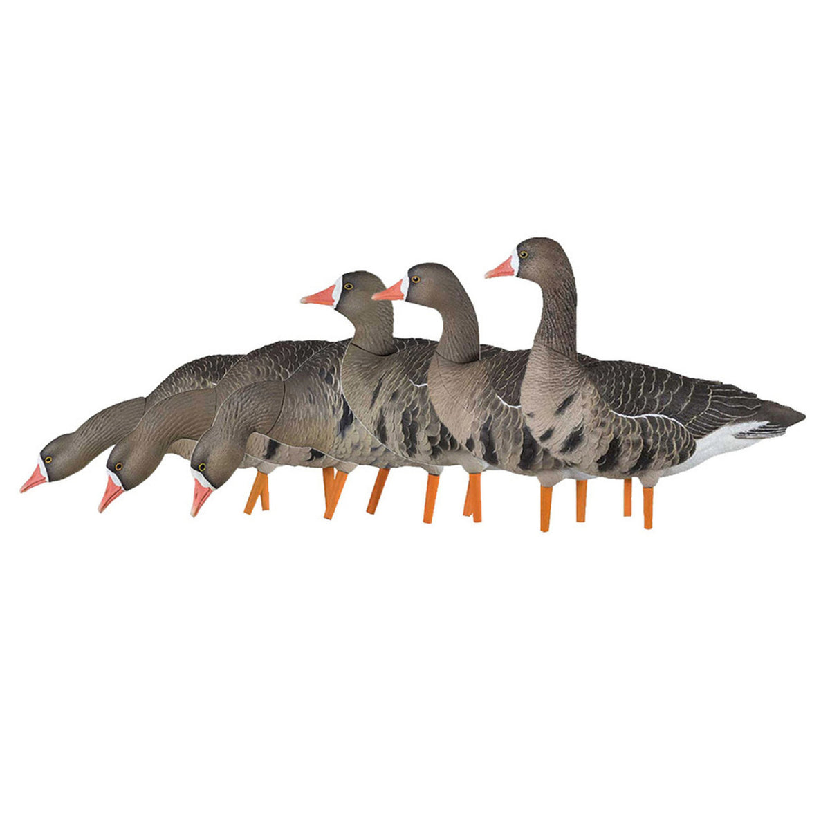Image of the AXF Flocked Fusion Pack Specklebelly Geese 6 Pack.