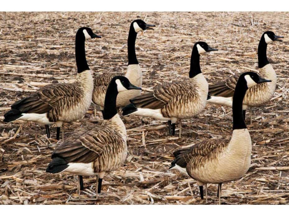AXF Full-Body Flocked Canada Goose Decoys, Sentries