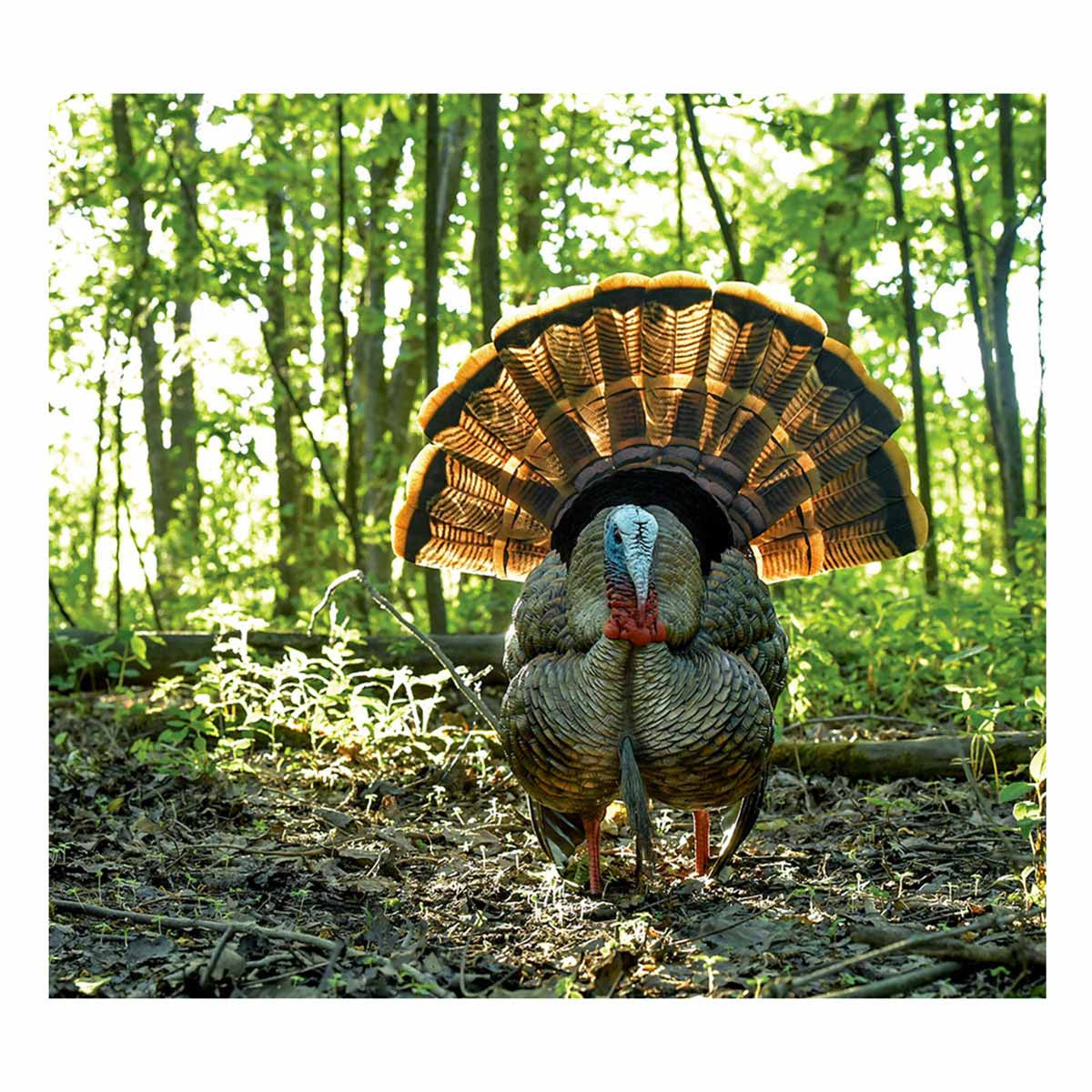 Avian-X HDR Strutter Turkey Decoy Field Image