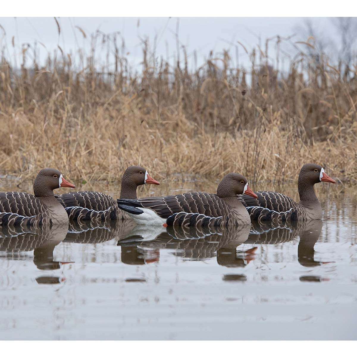 Avian-X Topflight Specklebelly Goose Floating Decoys 4 Pack Lifestyle Image