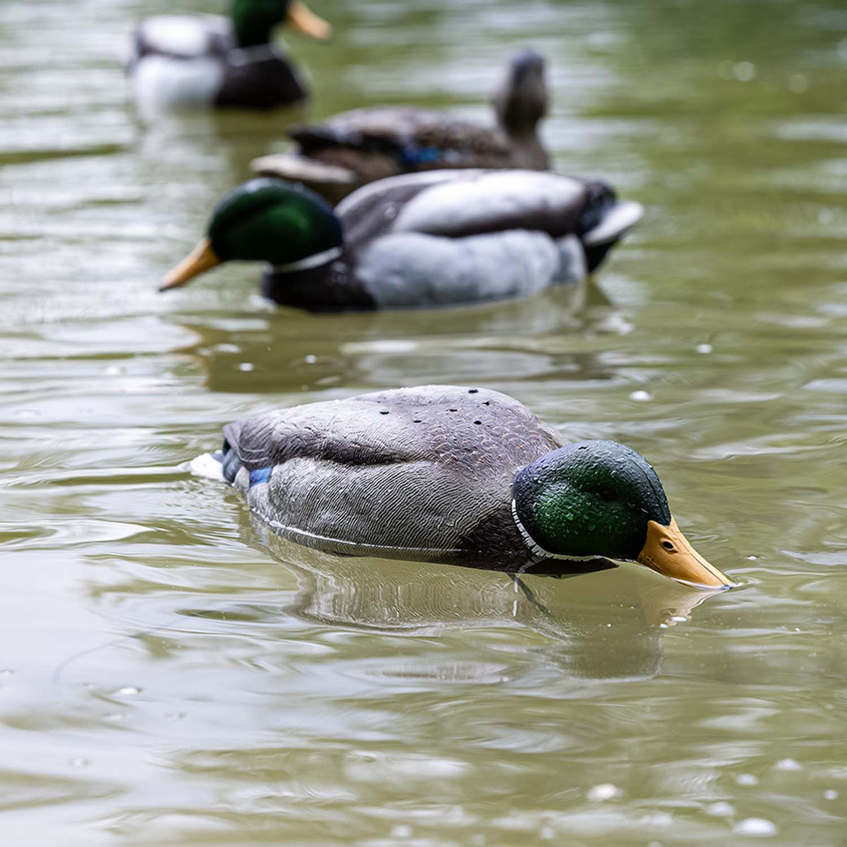 Avian-X Tip Up Mallard Feeder Decoy In the Water Image