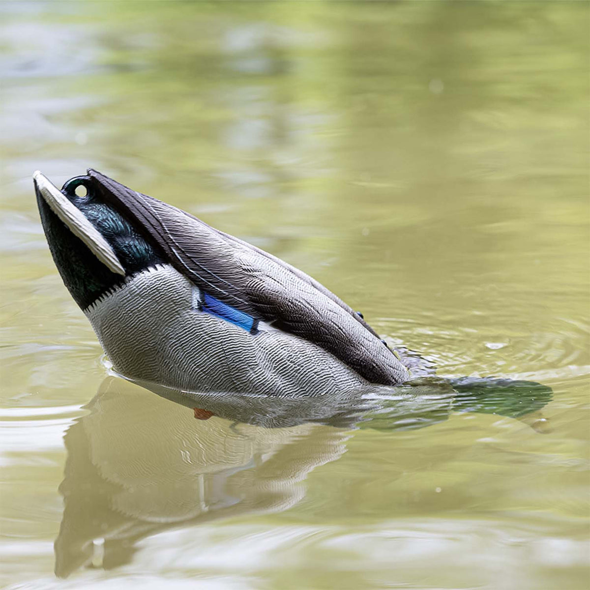 Avian-X Tip Up Mallard Feeder Decoy In the Water Image