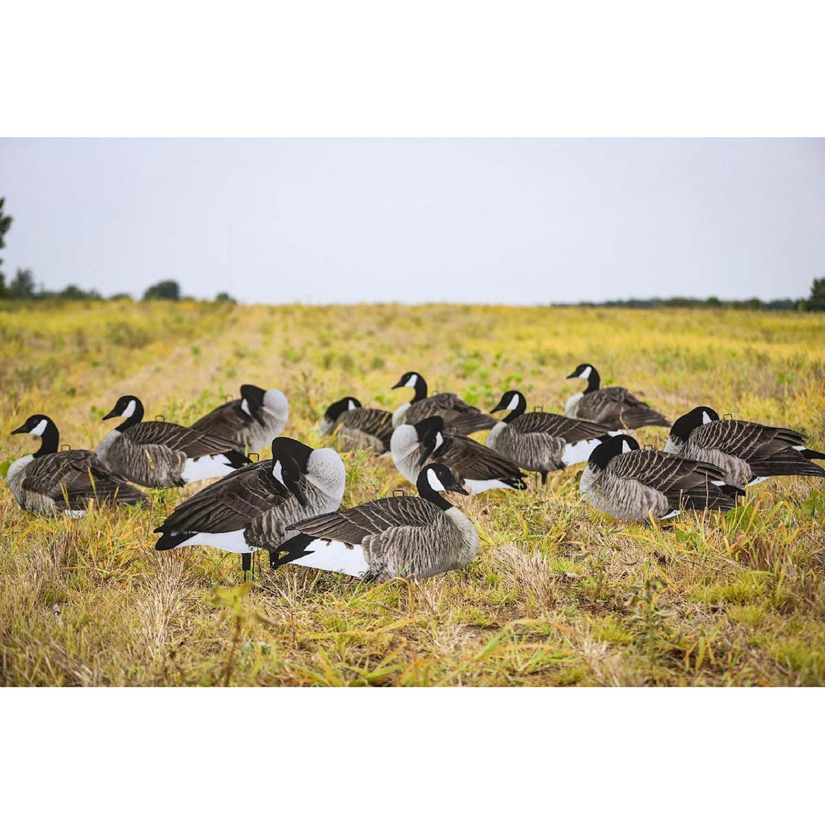 Big Als Decoys Rester Greater Canada Goose Silhouette Decoys, 12 Pack In-the-Field Image