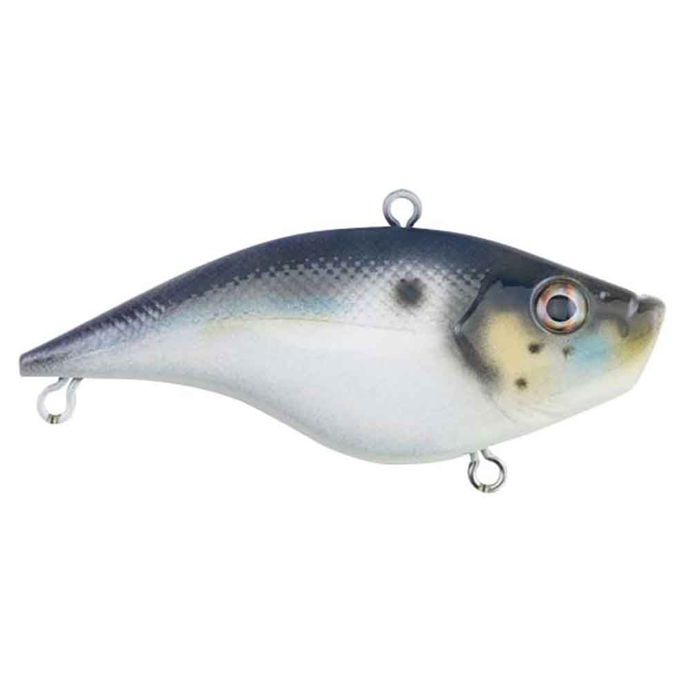 Rubbertail