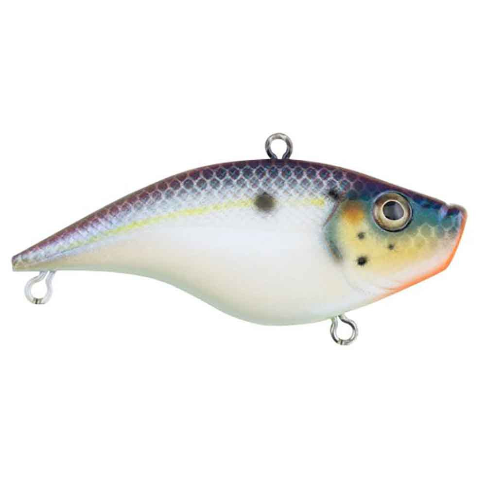 Rubbertail