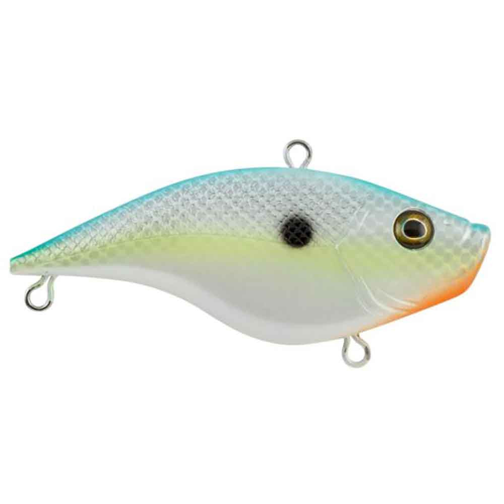 Rubbertail
