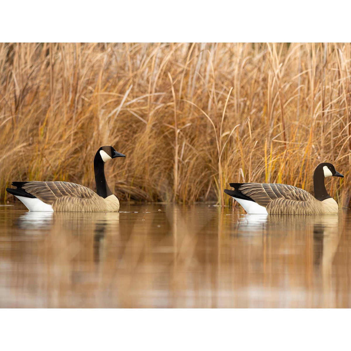 Lifestyle Image of the Beavertail Rogue Series One-Piece Floating Goose Decoys.