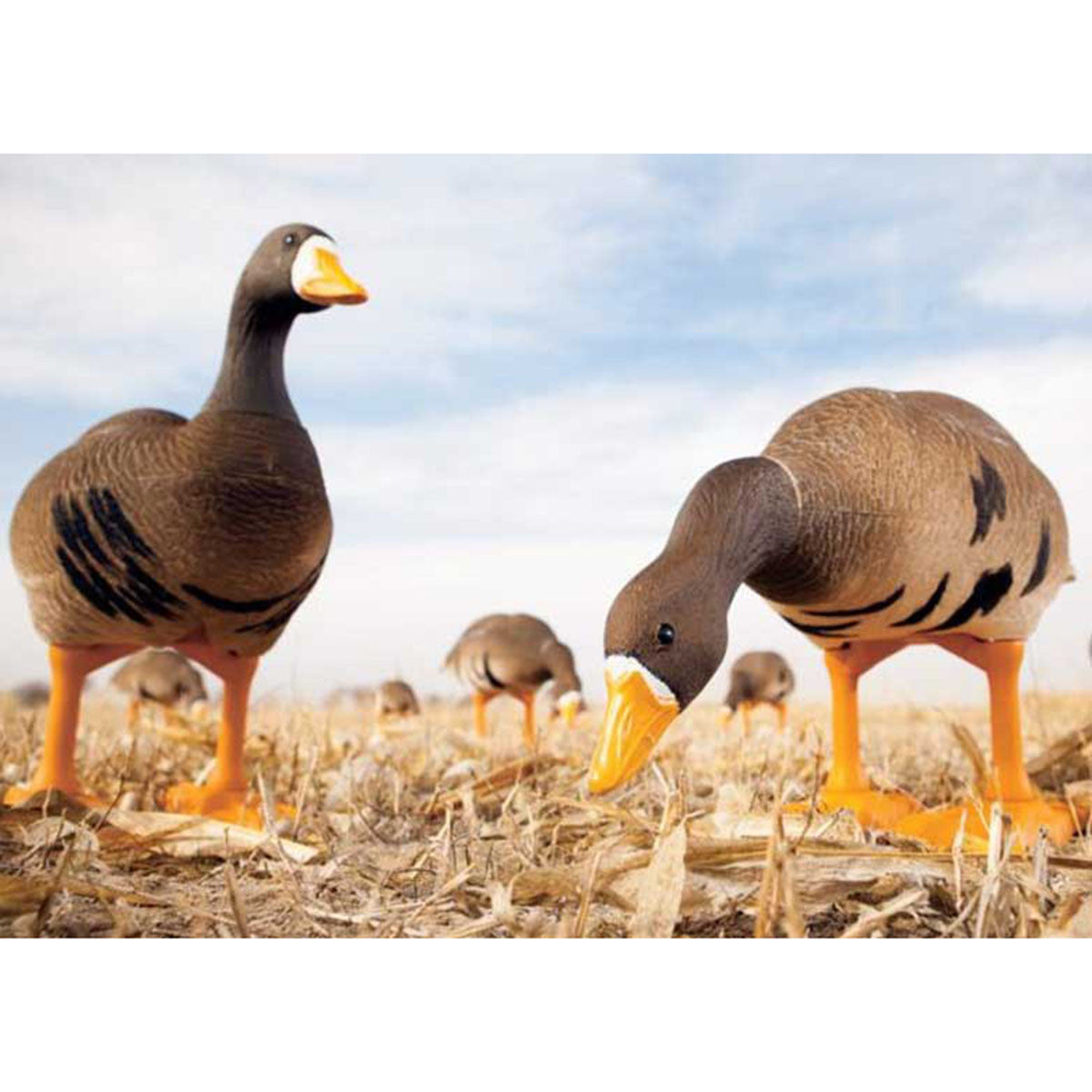 Big Foot Whitefront Specklebelly Goose Decoys Upright and Feeder Image