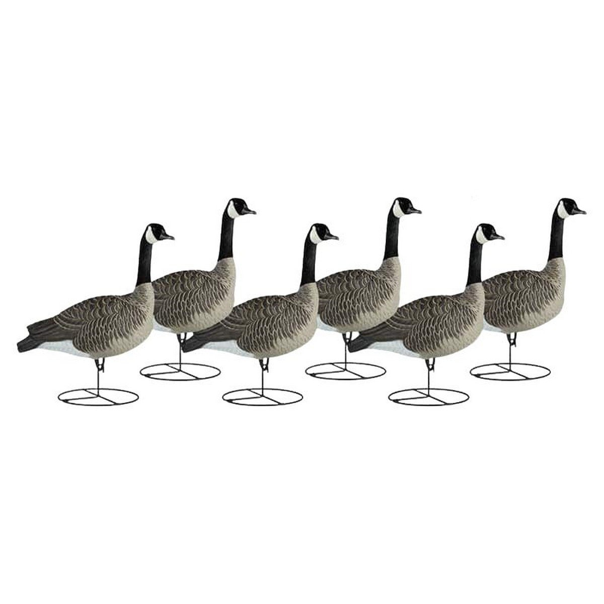 Dakota Decoy Fully Flocked Signature Series Canada Goose Decoys Sentry 6 Pack Image