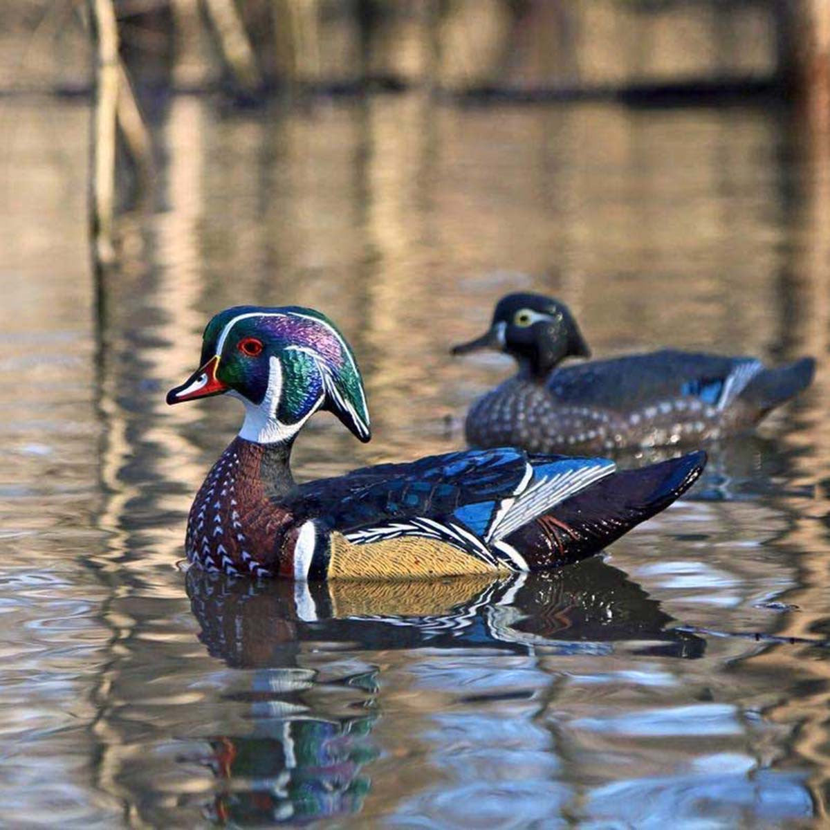 Dakota Decoys X-Treme Floating Wood Duck Decoy Field Image