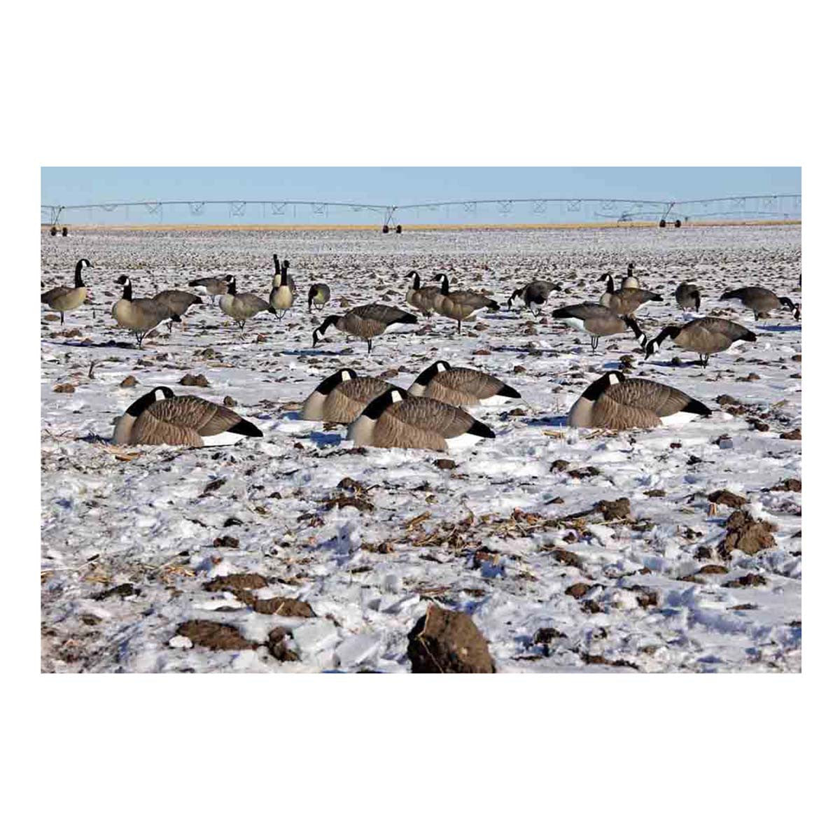 DOA Decoys Rogue Series Goose Sleeper Shells, 12 Pack Field Image